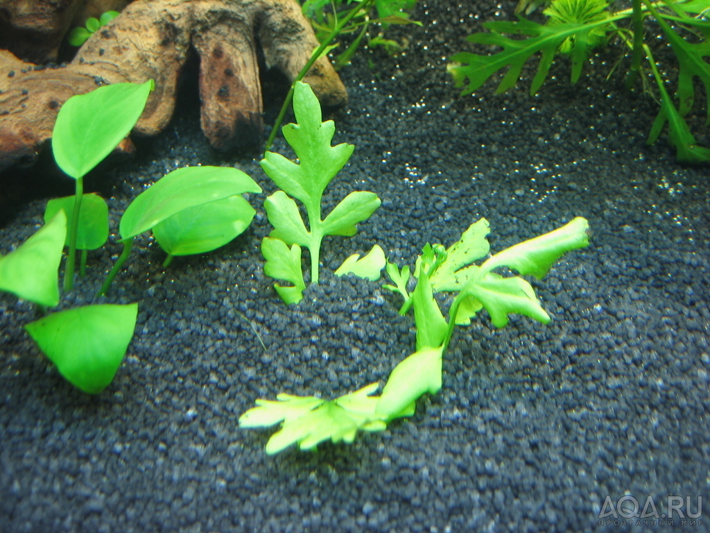 Анубиас нана (Anubias barteri var. nana) и Папоротник крыловидный (Ceratopteris cornuta)