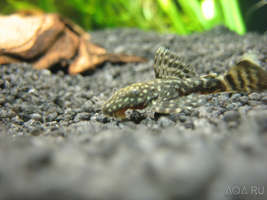 Анциструс обыкновенный (Ancistrus dolichopterus)