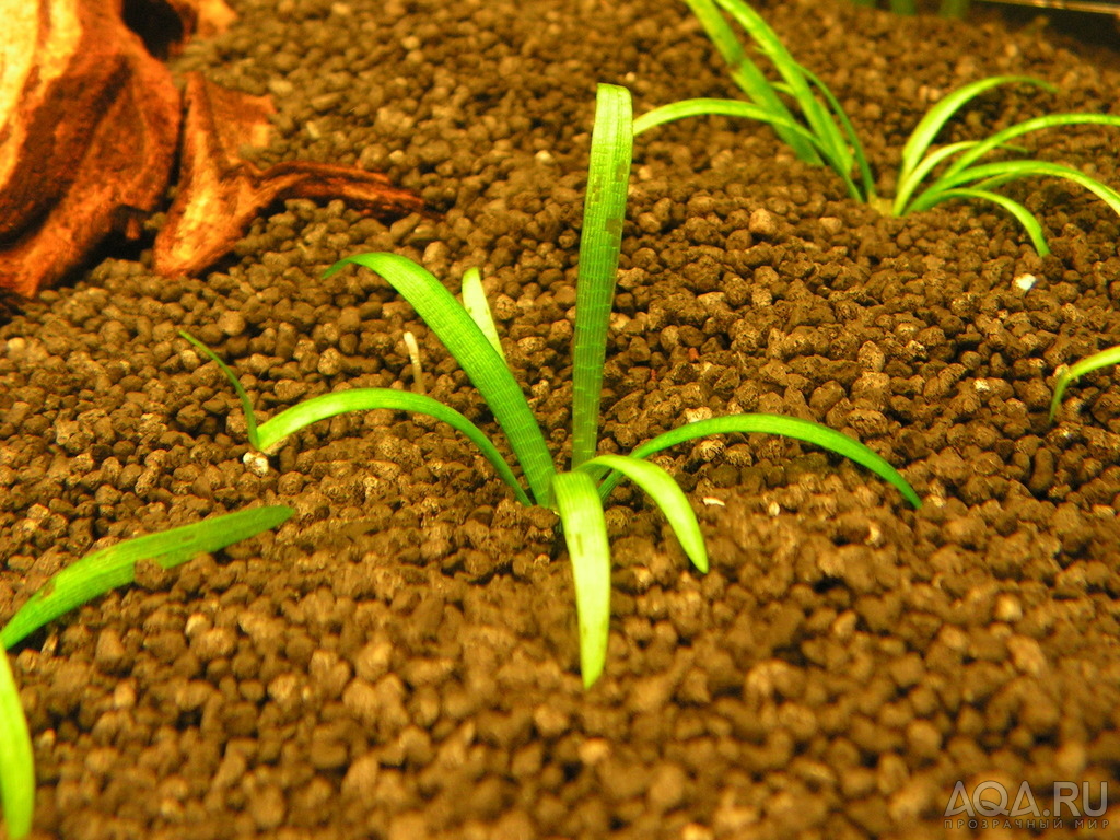 Sagittaria subulata