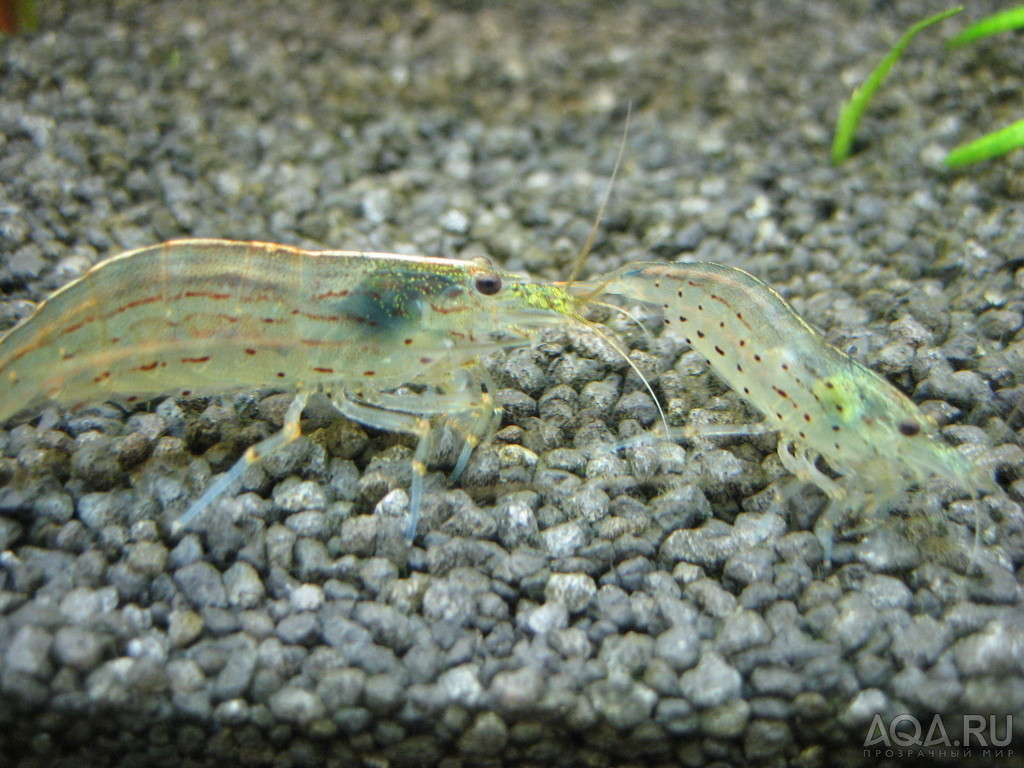 креветка Амано (Caridina multidentata)