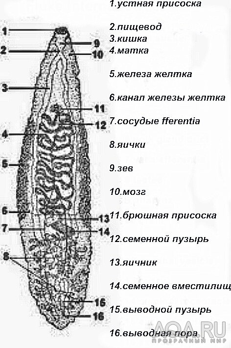 трематода