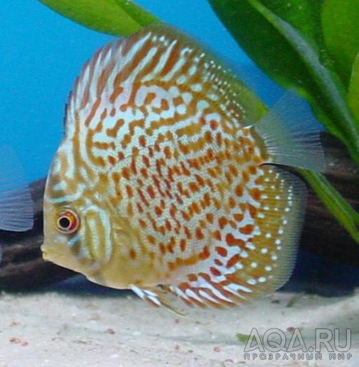 discus