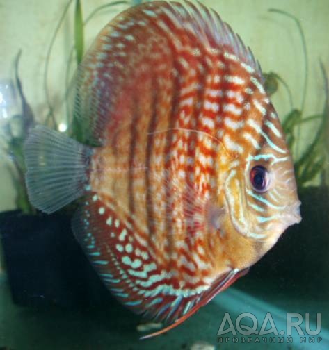 Egg shape red turkis