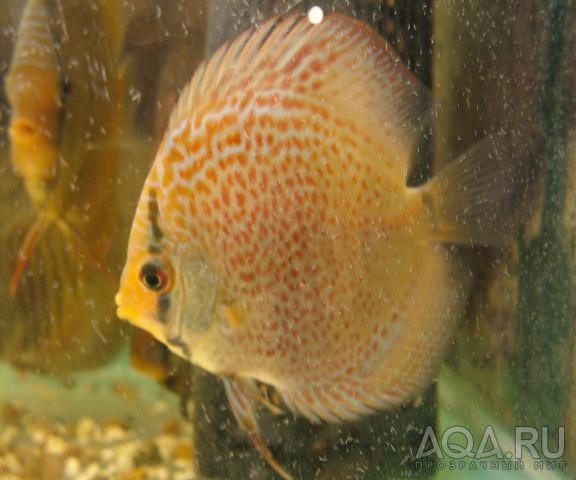 Сергей Самара (рыба от питомника discus1)