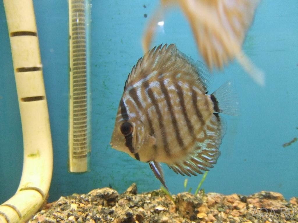 Дискус (Discus)