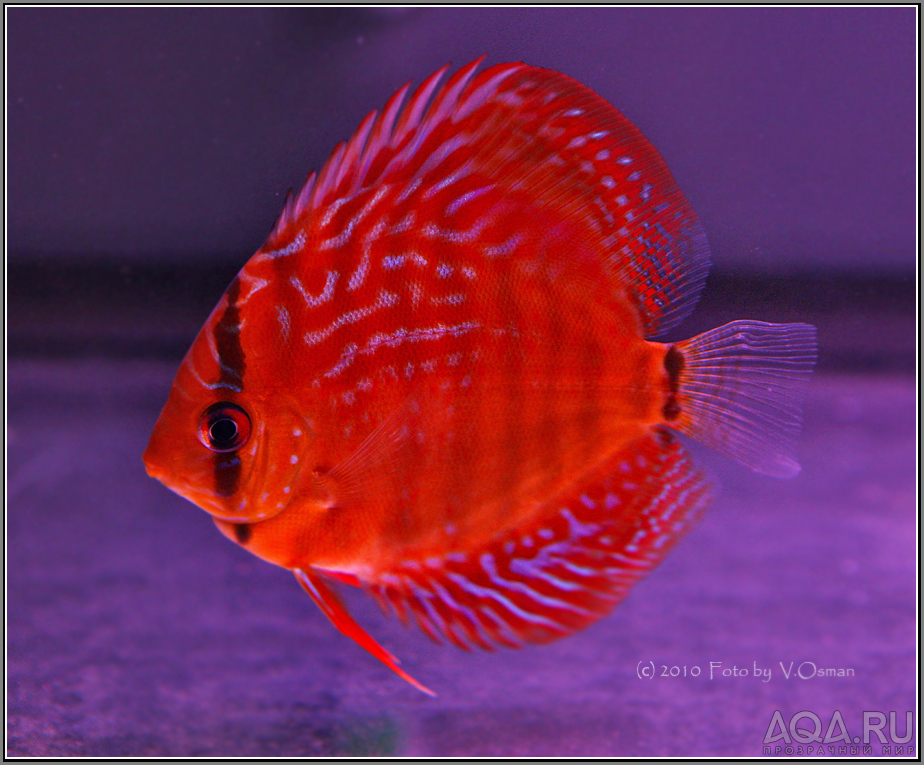 DISCUS