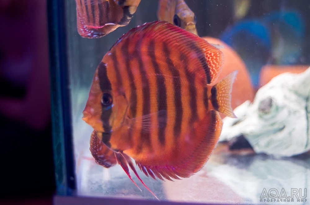 Discus3