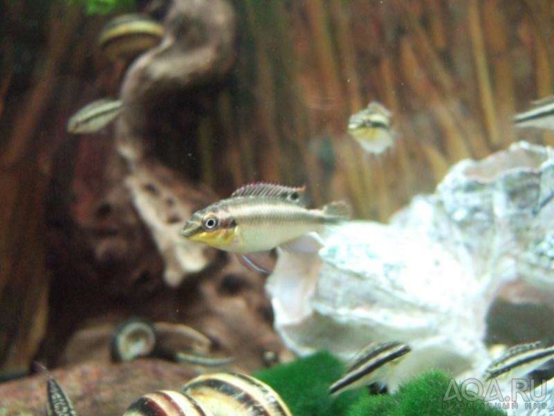 Мальки Pelvicachromis Pulcher