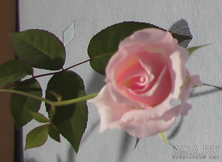 роза цветок 2