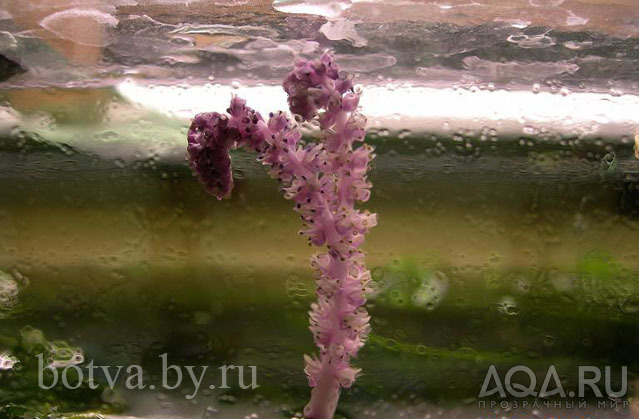 Aponogeton madagascariensis цветок