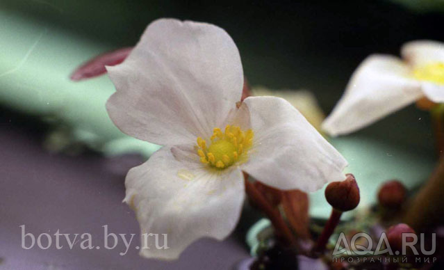 uruguayensis_flower_3