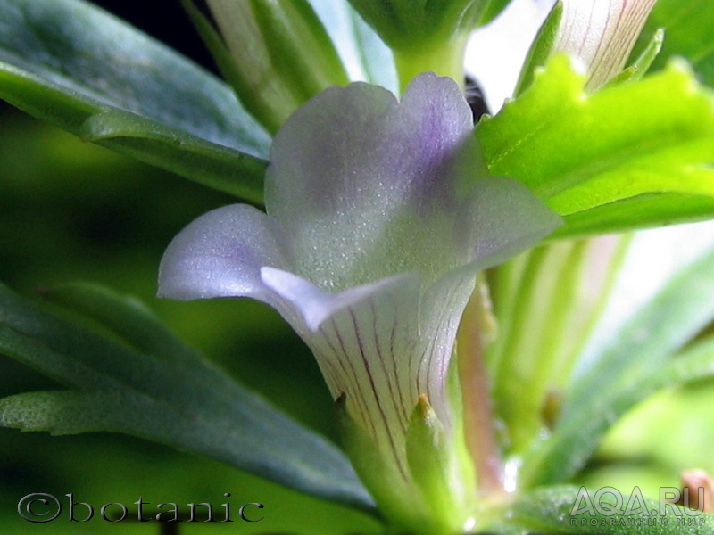 Лимнофила сидячецветковая
