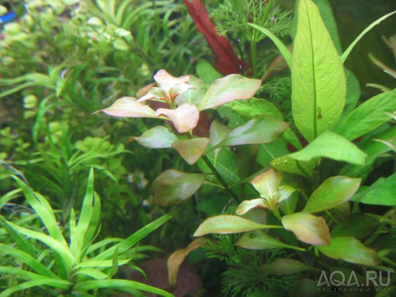 Ludwigia palustris