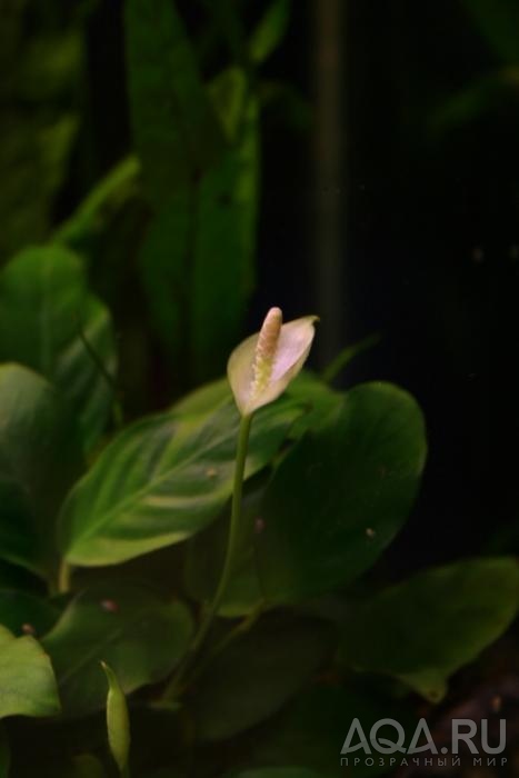 цветок анубиаса