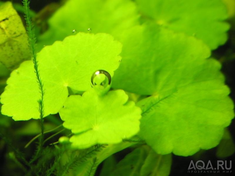 Hydrocotyle leucocephala