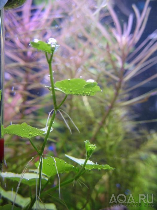 Hydrocotyle leucocephala