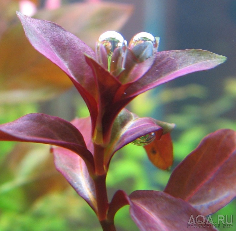 ludwigia palustris