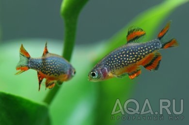 Rasbora galaxy Расбора галактика