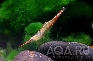 RED NOSE GRACILIROSTRIS SHRIMP