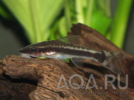 OTOCINCLUS AFFINIS