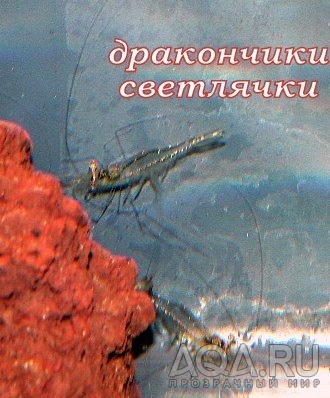 DRAGON EYE SHRIMP