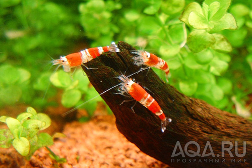 Red Chrystal shrimp