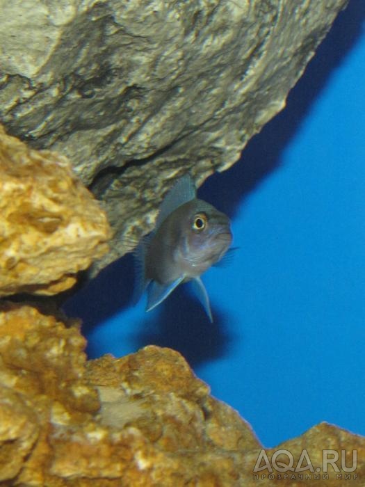 Cyphotilapia frontosa 'blue zaire Kitumba'