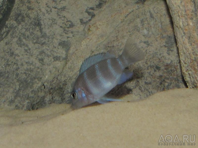 Cyphotilapia frontosa 'blue zaire Kitumba'