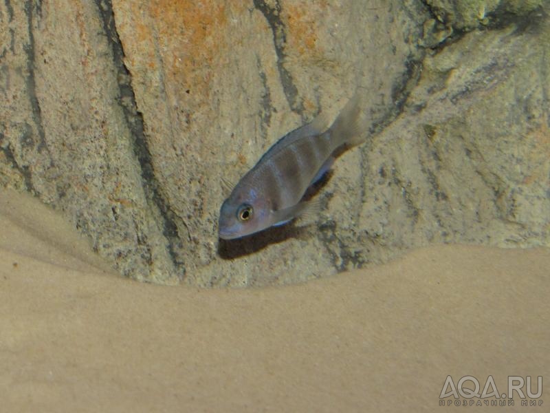 Cyphotilapia frontosa 'blue zaire Kitumba'