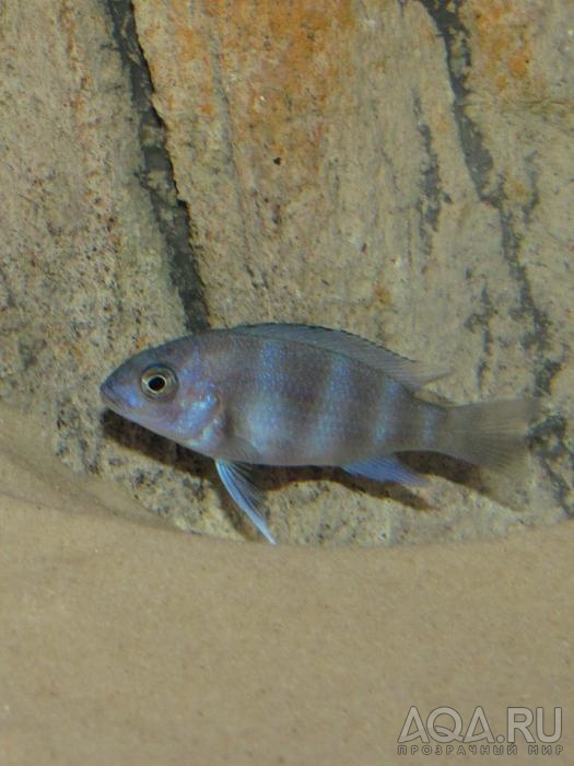 Cyphotilapia frontosa 'blue zaire Kitumba'