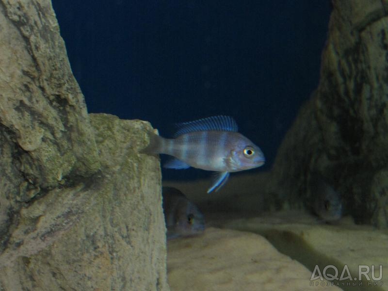 Cyphotilapia frontosa 'blue zaire Kitumba'