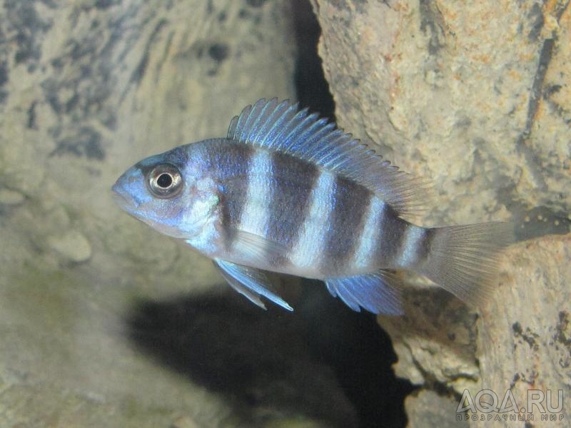 Cyphotilapia frontosa 'blue zaire Kitumba'