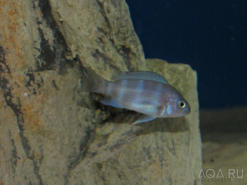 Cyphotilapia frontosa 'blue zaire Kitumba'