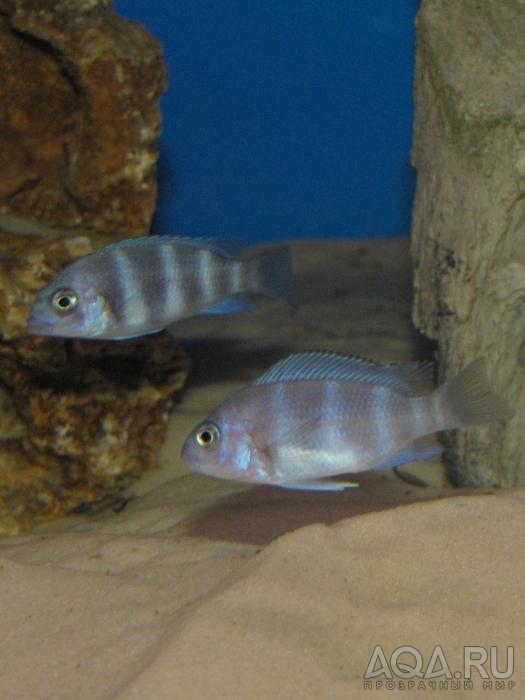 Cyphotilapia frontosa 'blue zaire Kitumba'