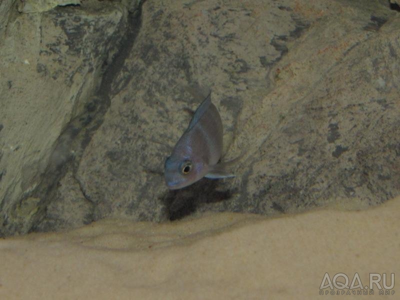 Cyphotilapia frontosa 'blue zaire Kitumba'