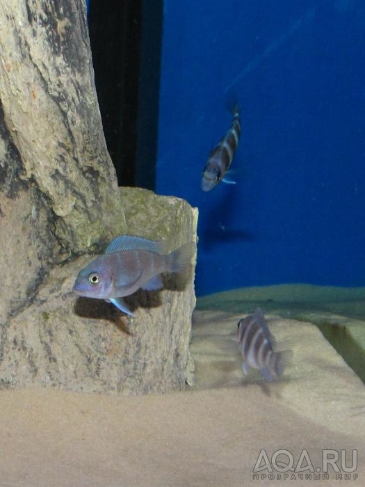 Cyphotilapia frontosa 'blue zaire Kitumba'