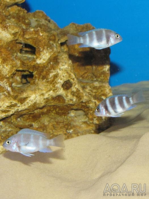 Cyphotilapia frontosa 'blue zaire Kitumba'