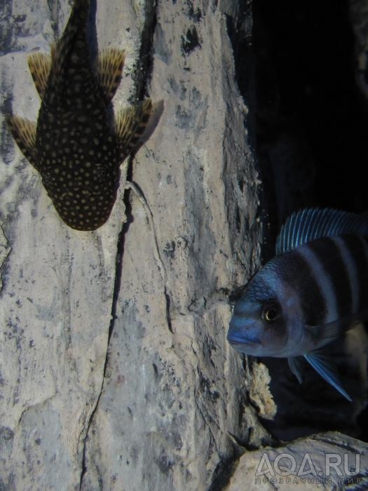 Cyphotilapia frontosa 'blue zaire Kitumba'