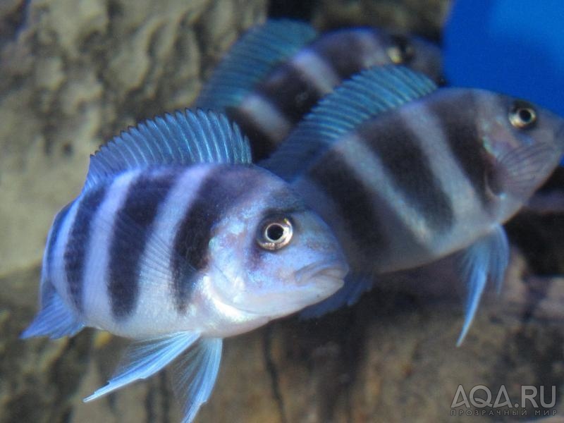 Cyphotilapia frontosa 'blue zaire Kitumba'