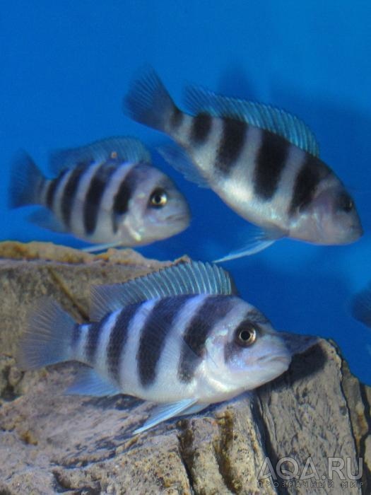 Cyphotilapia frontosa 'blue zaire Kitumba'