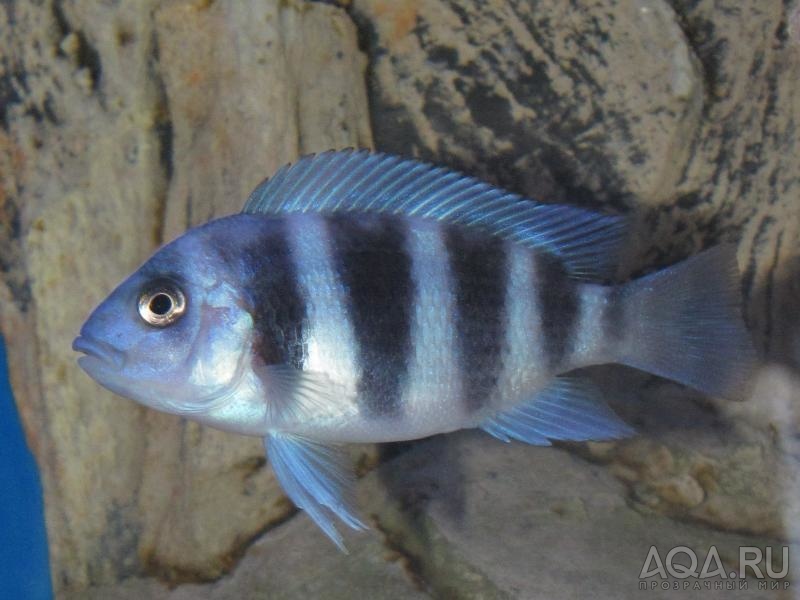 Cyphotilapia frontosa 'blue zaire Kitumba'