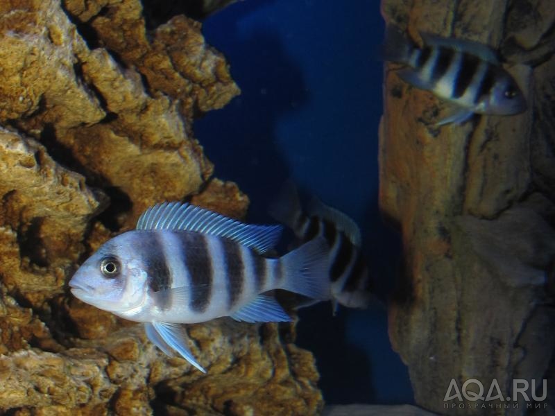 Cyphotilapia frontosa 'blue zaire Kitumba'