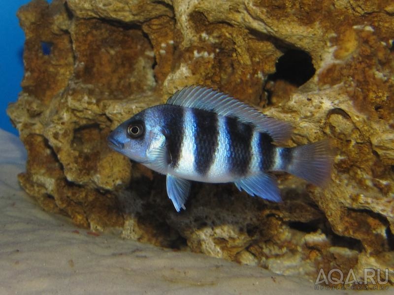 Cyphotilapia frontosa 'blue zaire Kitumba'