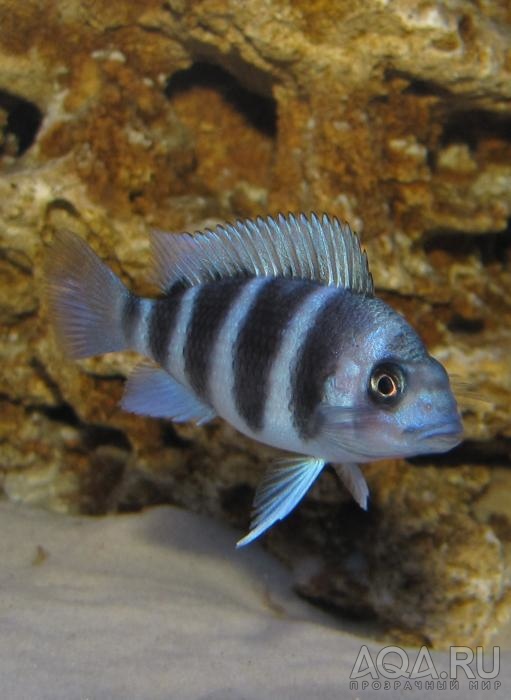 Cyphotilapia frontosa 'blue zaire Kitumba'