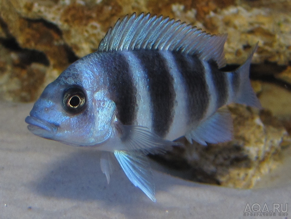 Cyphotilapia frontosa 'blue zaire Kitumba'