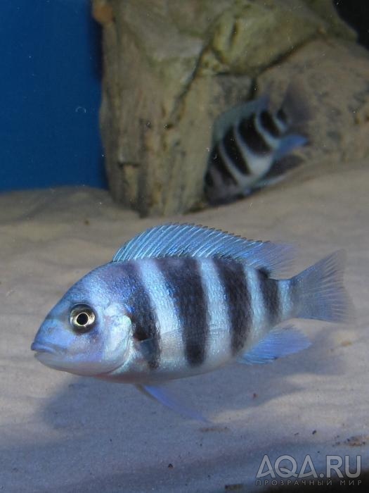 Cyphotilapia frontosa 'blue zaire Kitumba'