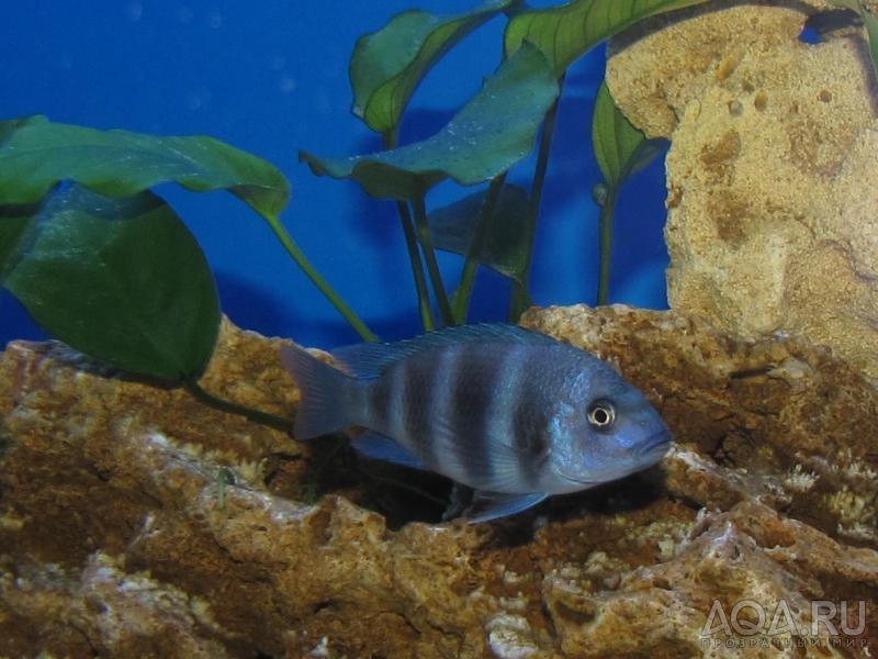 Cyphotilapia frontosa 'blue zaire Kitumba'