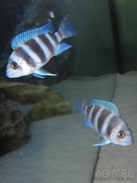 Cyphotilapia frontosa 'blue zaire Kitumba'