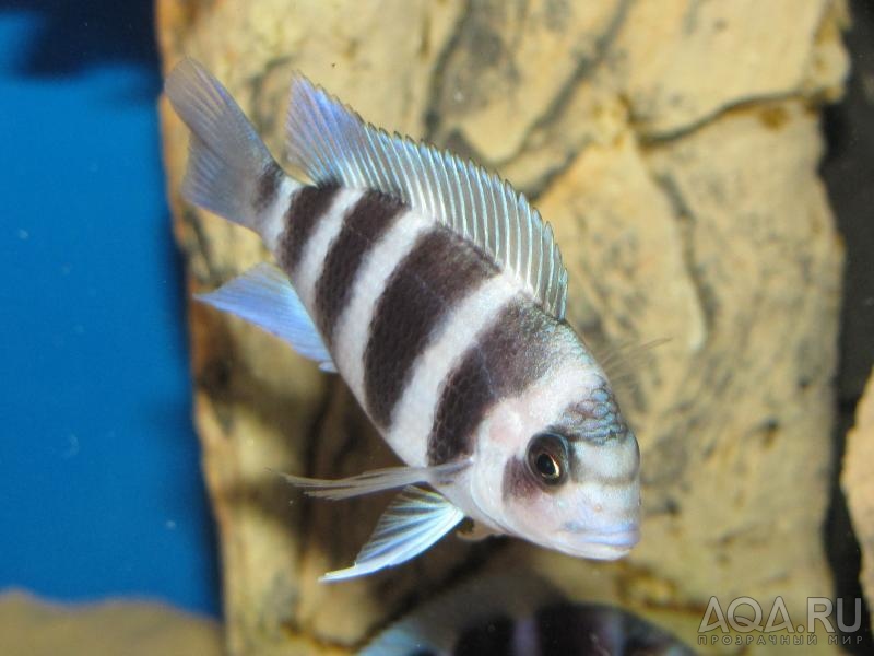 Cyphotilapia frontosa 'blue zaire Kitumba' 5 месяцев