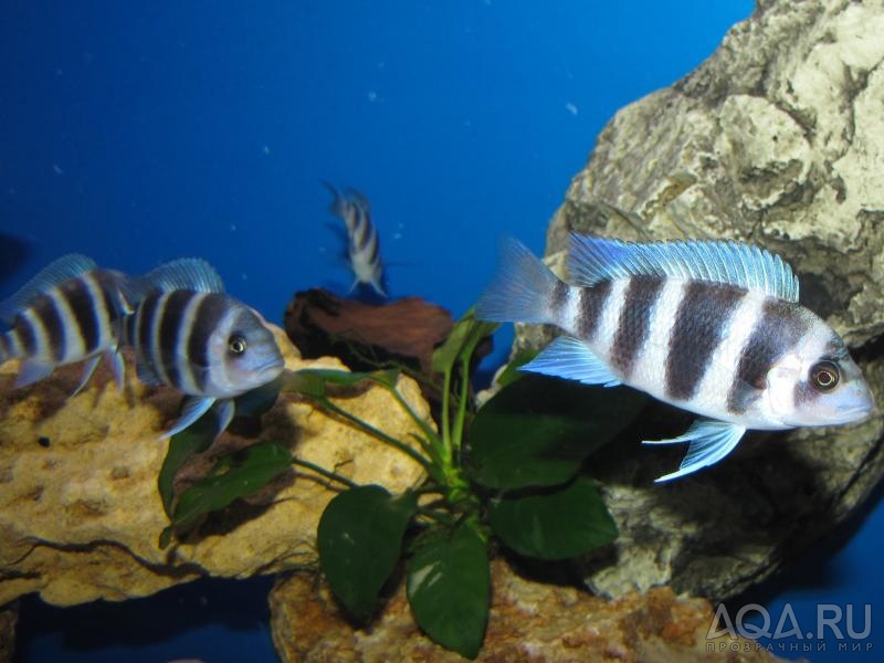 Cyphotilapia frontosa 'blue zaire Kitumba' 5 месяцев